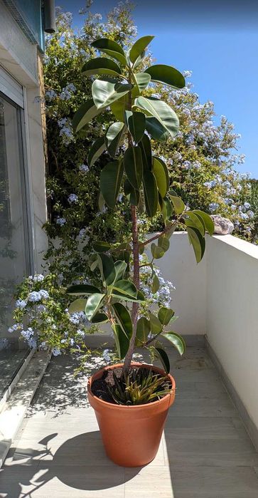 Ficus Elastica / Árvore-da-Borracha Grande + Vaso