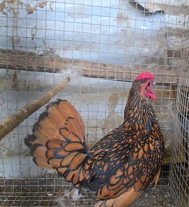 Sebright dourada