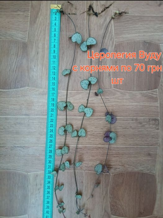 Фуксия,калатея,традисканция,бельбергия,сингониум