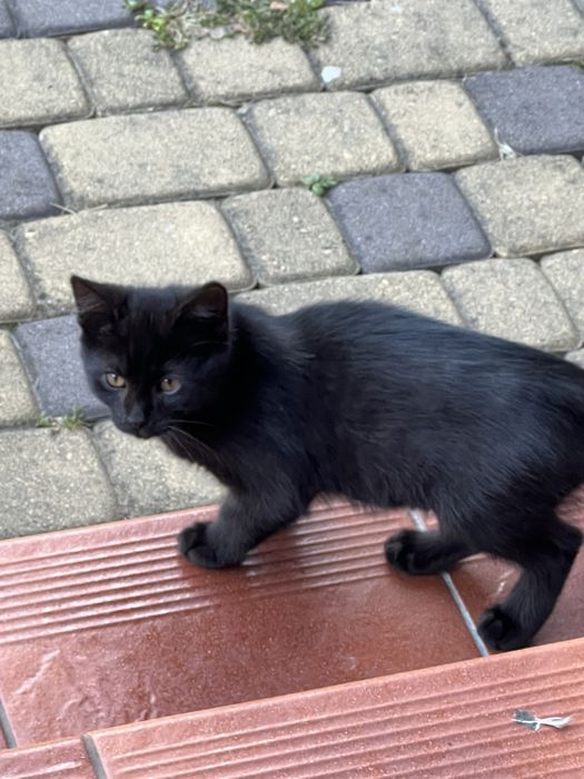 Котики , 3 місяці