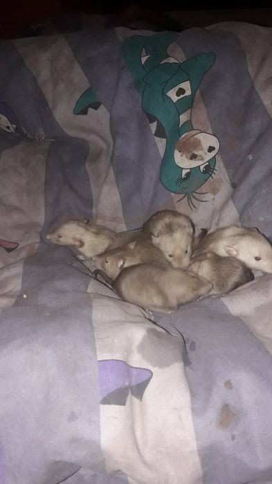 Декоративние Криси