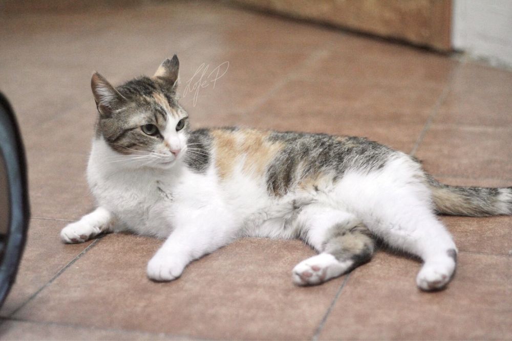 Przepiękna, kochana i młoda Taśka błaga o kochający dom!