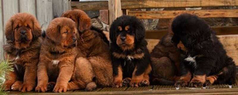 Хлопчики та одна дівчинка! Тібетський мастіф для виставок та охорони