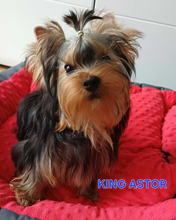 Yorkshire terrier piesek