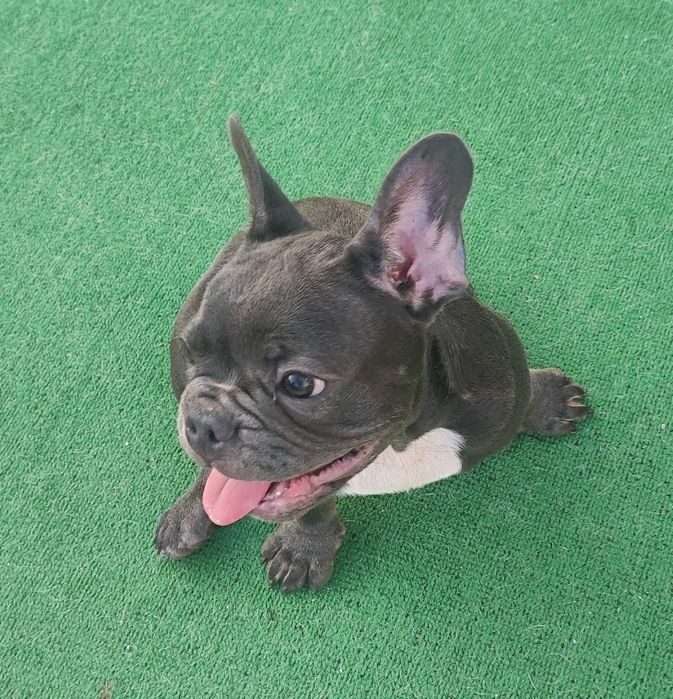 Bulldog francês macho blue