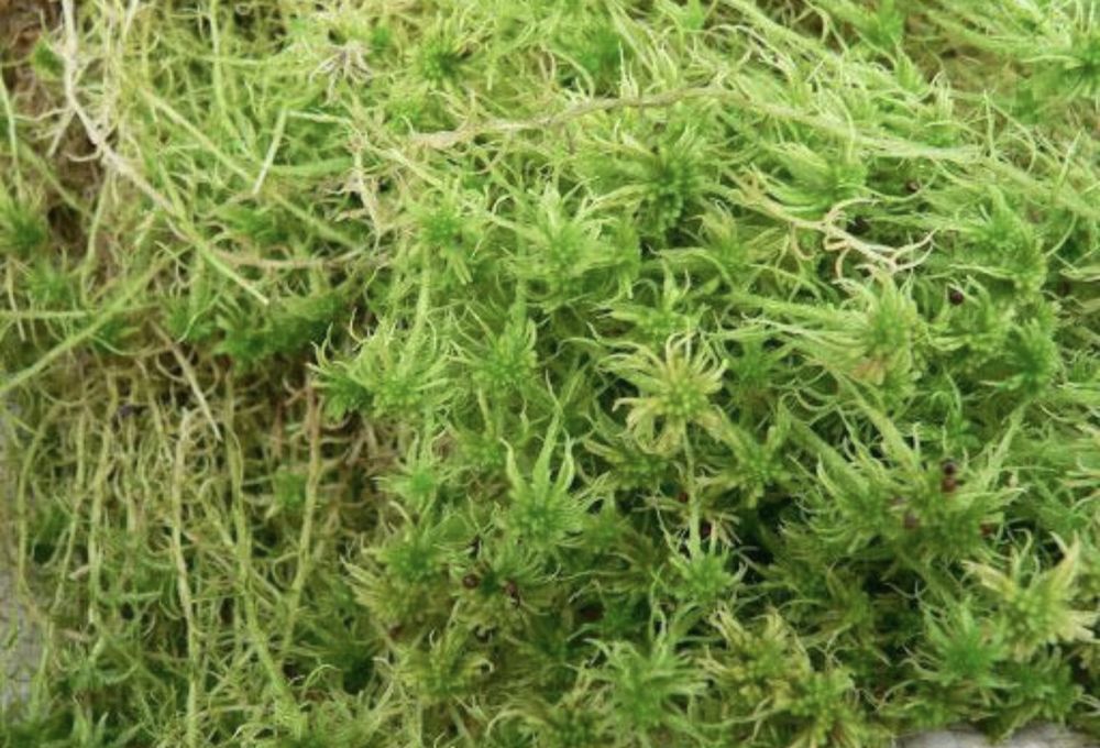 Мох сфагнум оптом 60л. Знижка та найкраща ціна