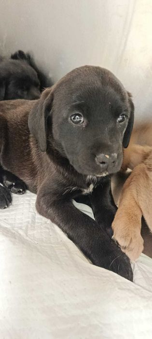 Ninhada de Cães para Adoção