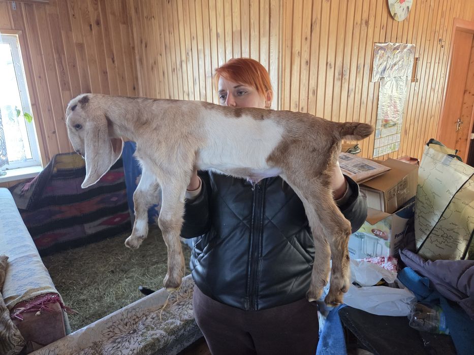 Кізонька англонубійська 100%