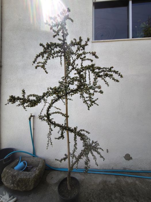 Quataniaster em vaso