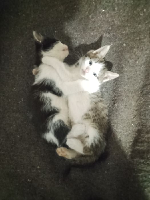 Отдам котят в добрые руки