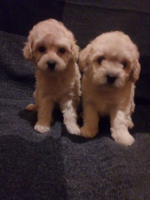 Неймовірні мальтіпушки з доставкою