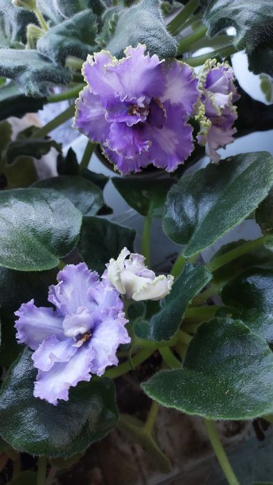 Фіалки з квітами