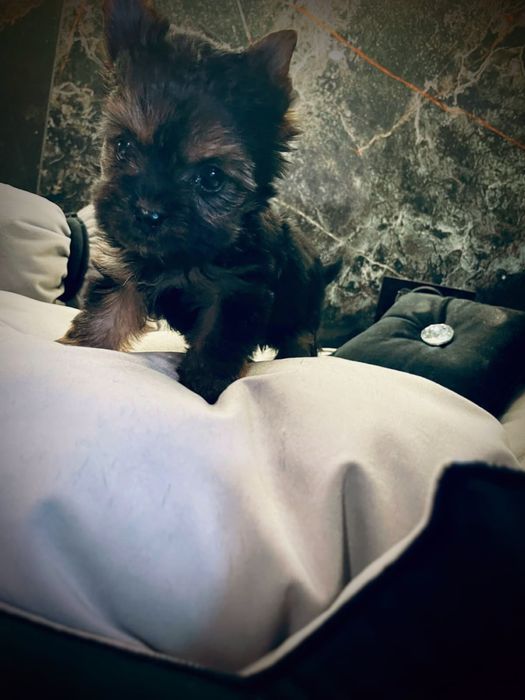 York Yorkshire Terrier suczka