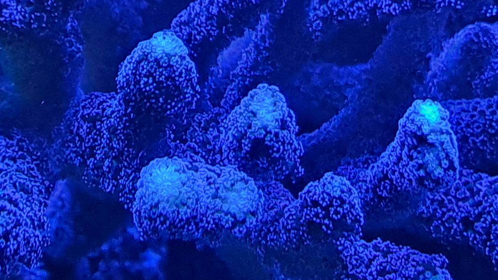 Vendo Vários Frag s de Corais Marinhos