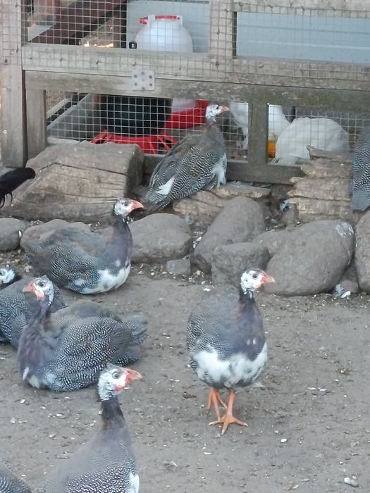 Perliki i perliczki szeki tegoroczne