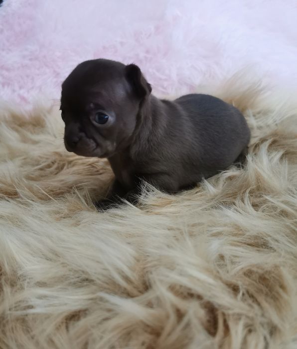 Suczka Chihuahua