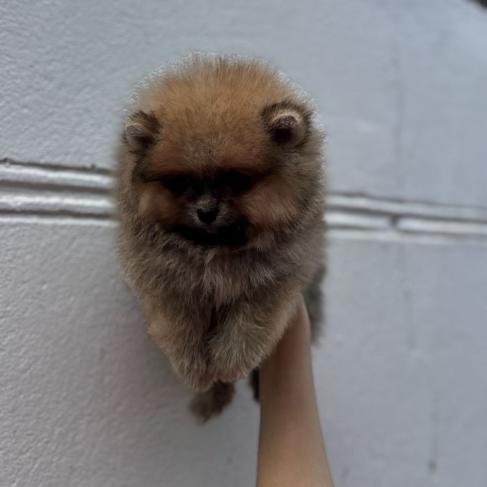 ляльковий Ведмедик шоу классу