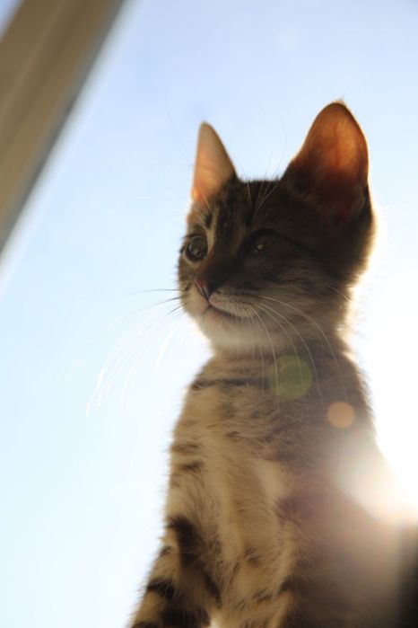 Солнечные котята