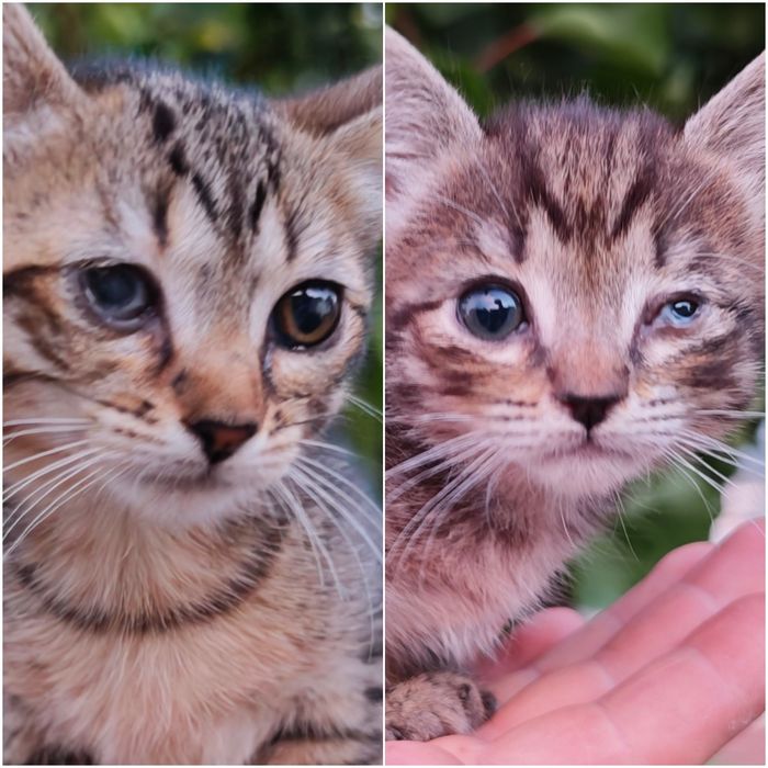 Para Adoção gatinhas especiais