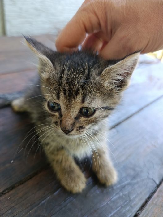 Кошеня 1.6 місяця