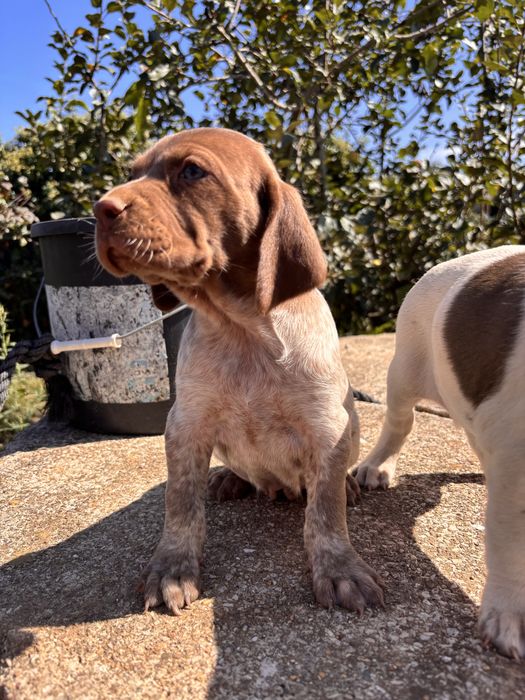 Cadela bebé para adocão (braco alemão/pointer)
