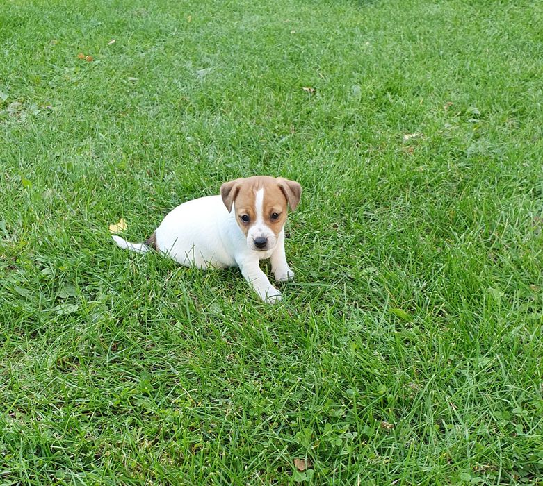 Jack Russell Terrier sunia