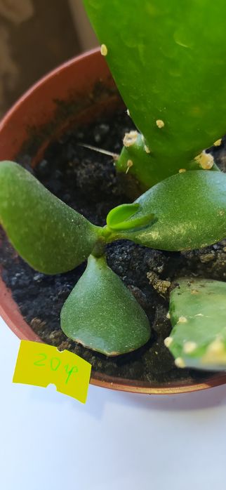 Денежное дерево продам