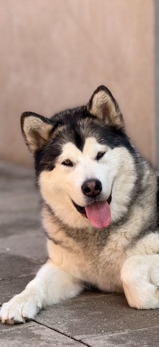 Alaskan Malamute ZKwP/FCI