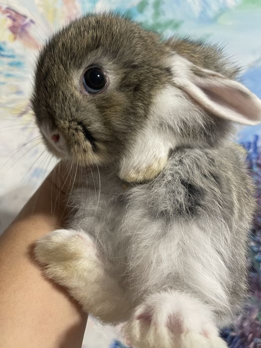 Кролик Тедді, висловухий кролик, МиниЛоп з вакцинацією