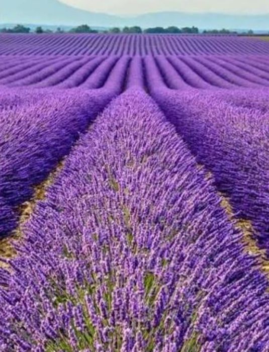 Масло лаванды от производителя