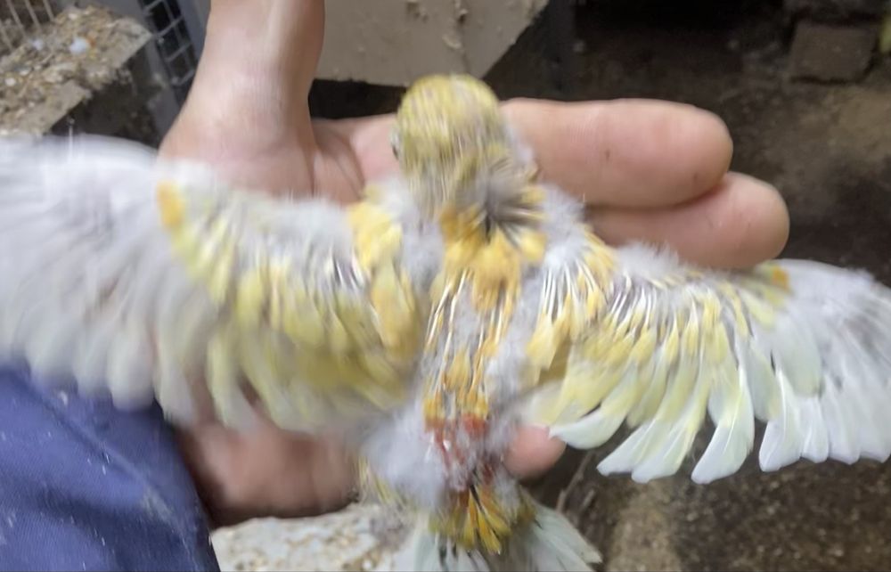 Red rumpede criar á mão