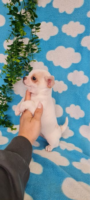 Excecional menino mini Chihuahua/Chiuaua de Qualidade