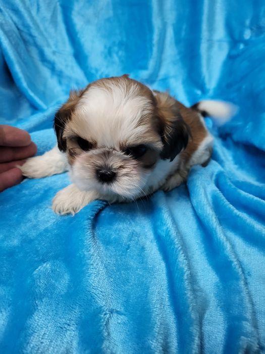 Maravilhoso Shih-tsu