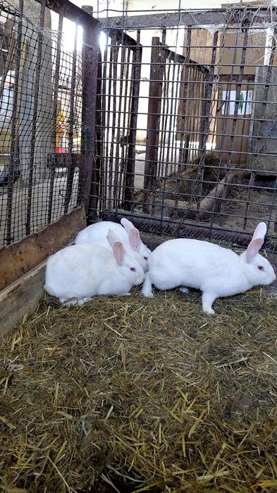 Króliki samce I samice