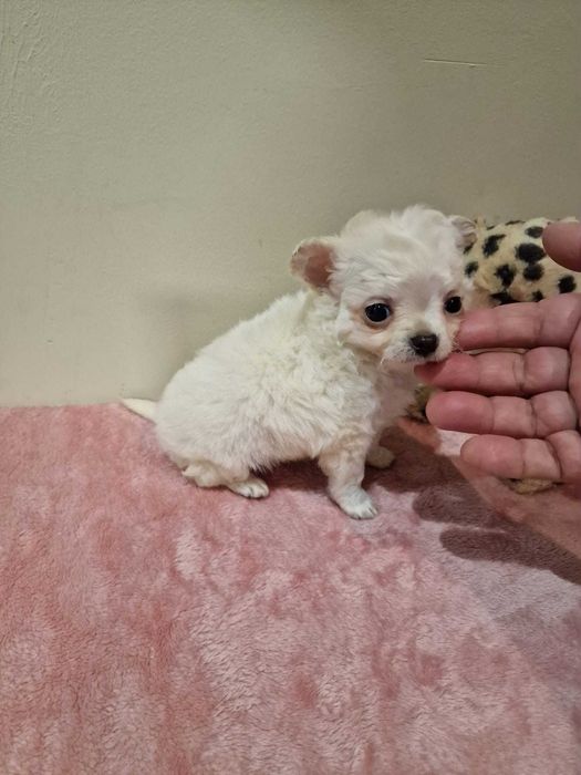 Chihuahua super miniatura Menino