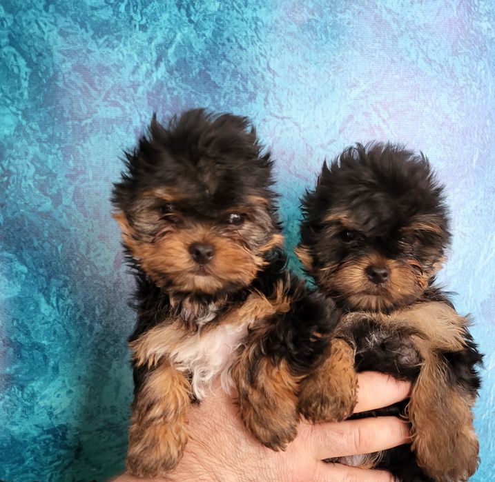 Йоркширський тер'єра