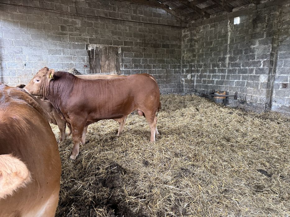 Sprzedam Jałówki  Do Zacielenia  Oraz Buhaja Limousine lm