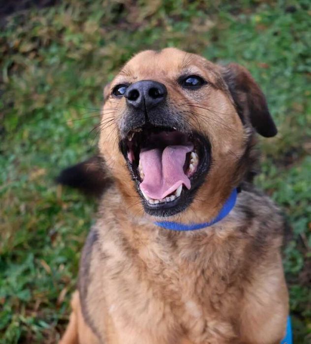 Nieduży, bardzo kochany piesek do adopcji