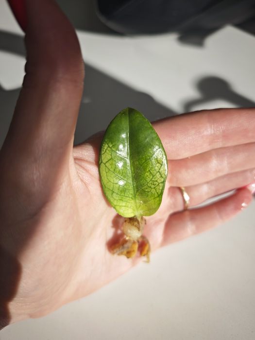 Zamioculcas Zenzi Akebono