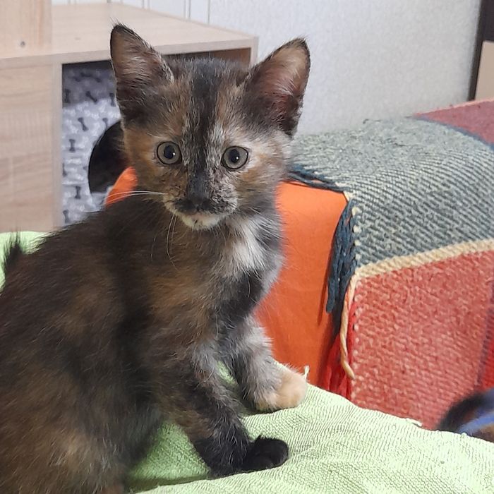 Домашні кошенята 2 місяці