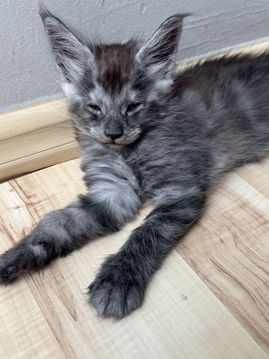 Maine Coon Czarny Srebrzysty Kocurek