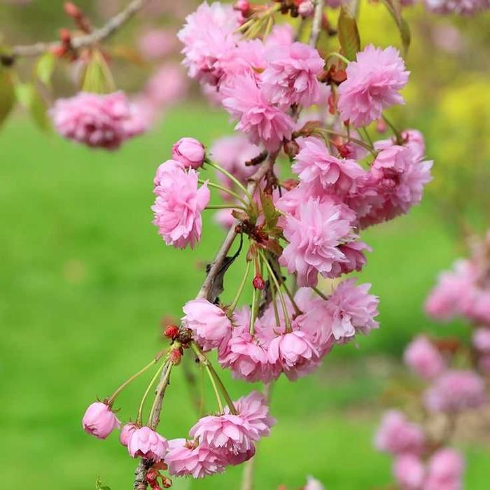 Wiśnia japońska Zakura, pełne kwiaty  WYSYŁKA