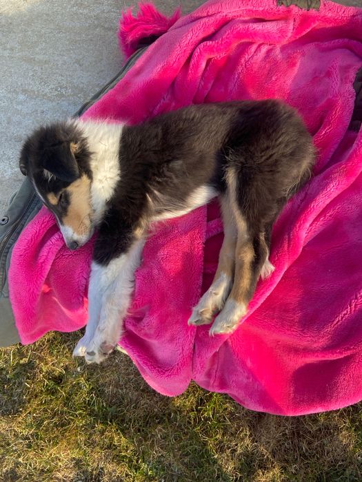 Owczarek szkocki collie