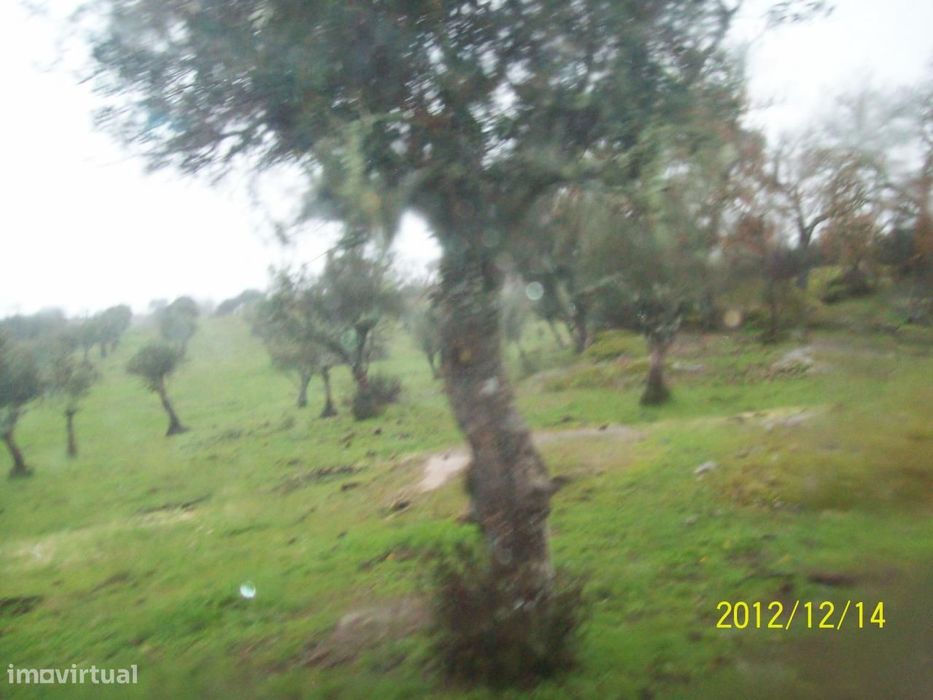 Herdade do Monte da Pedra.