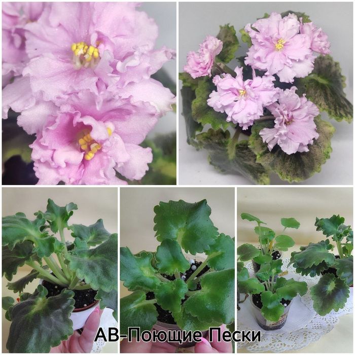 Сенполія сортова