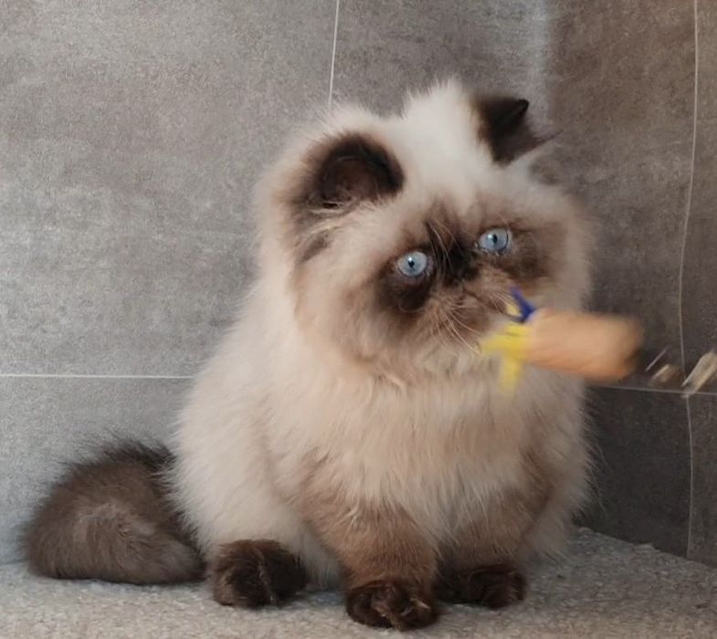 Kocurek, mrucząca przylepa!