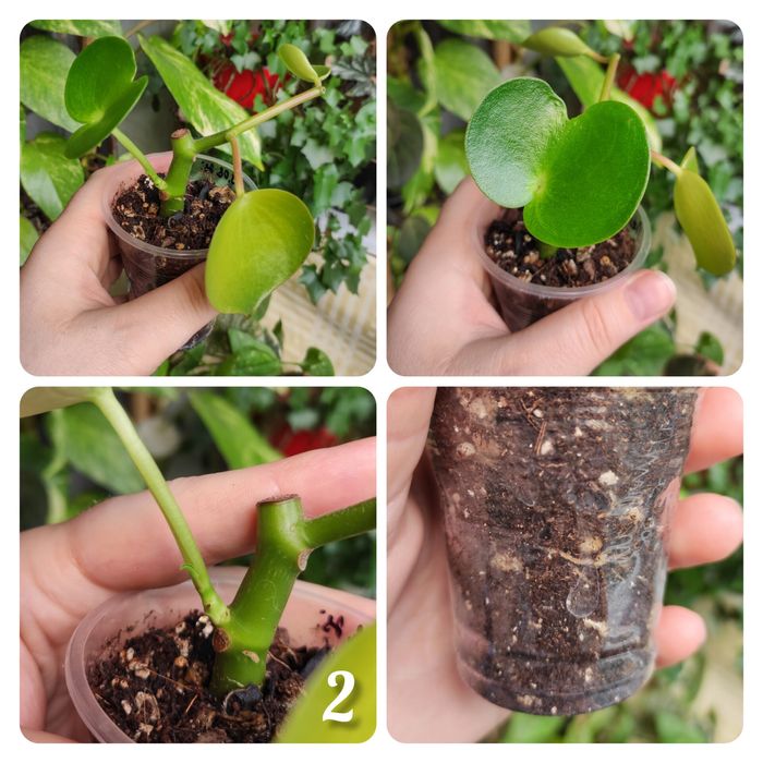 Пеперомія срібляста ( Silver), пеперомія Рейндроп, пепером Піксі лайм