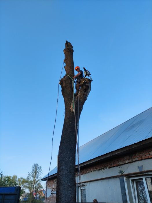 Зрізання ДЕРЕВ та обрізка ДЕРЕВ