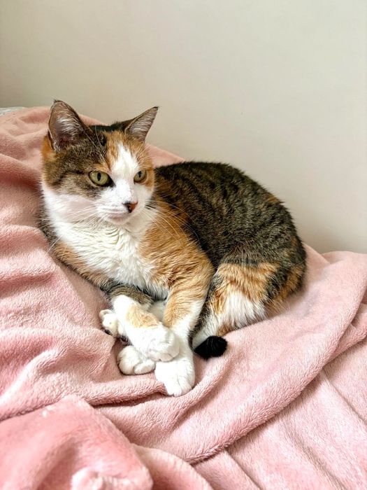 Ma czas na znalezienie domu stałego lub tymczasowego do końca grudnia!