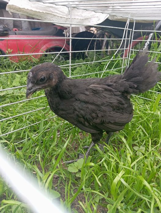 Kogut ayam cemani